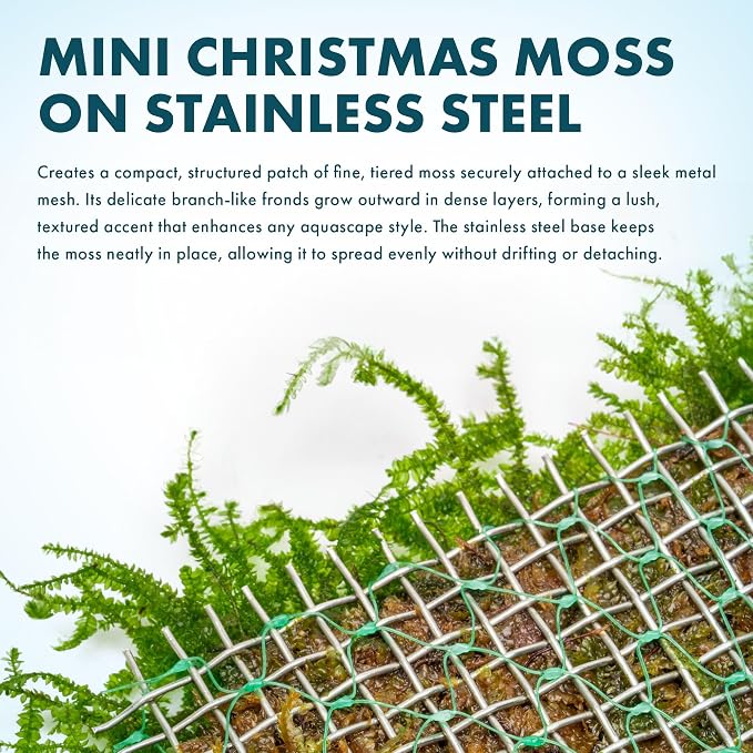 Mini Christmas Moss on Steel Mesh Live Aquarium Plant - Freshwater Fish Tank Decorations for Natural Décor
