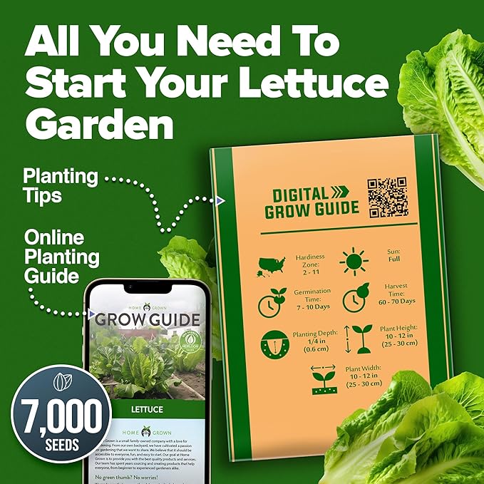 HOME GROWN Parris Island Romaine Lettuce Seeds 7000+ Bulk Pack Heirloom Non-GMO, High Germination, Crisp Cos Lettuce for Planting, Indoor Outdoor Hydroponic Garden, Slow to Bolt (Lactuca Sativa)