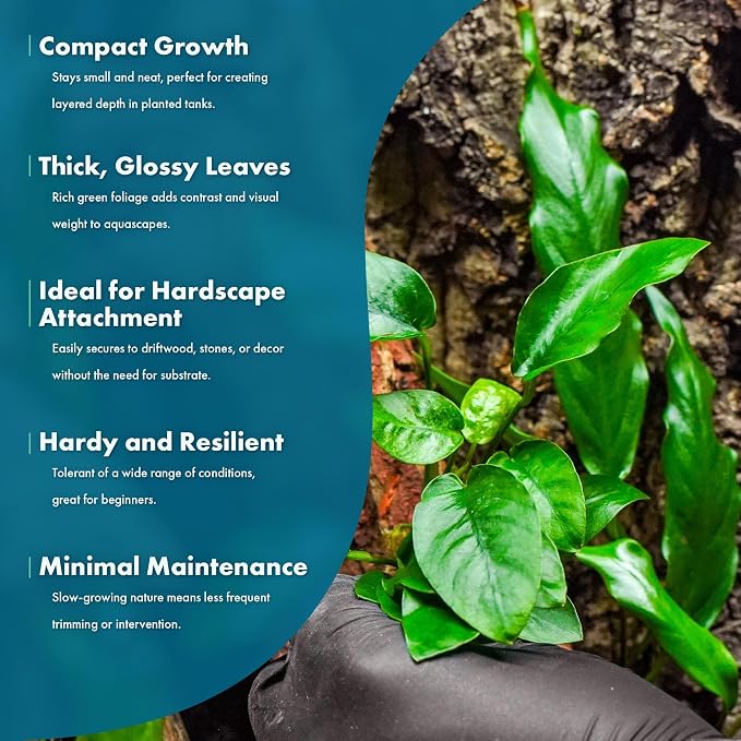 Anubias Live Aquarium Plants - Potted Freshwater Plant for Fish Tanks, Terrariums - Beginner Friendly Low Light (Nana, 5 Pots)