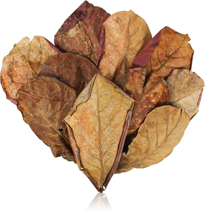 100 Pcs Large Catappa for Fish, 5-8 Inch 250g Lndian Almond Leaves | Creates Native Environment for Aquarium Shrimp Tank Decorations Water Beta Fish Water Conditioner
