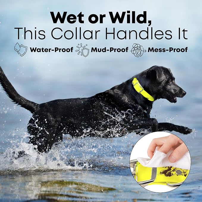 Regal Dog Products Small Yellow Dog Collar with Heavy Duty Double Buckle & D Ring | Vinyl Coated, Custom Fit, Adjustable Biothane Dog Collar Chew Resistant Waterproof Collar for Dogs