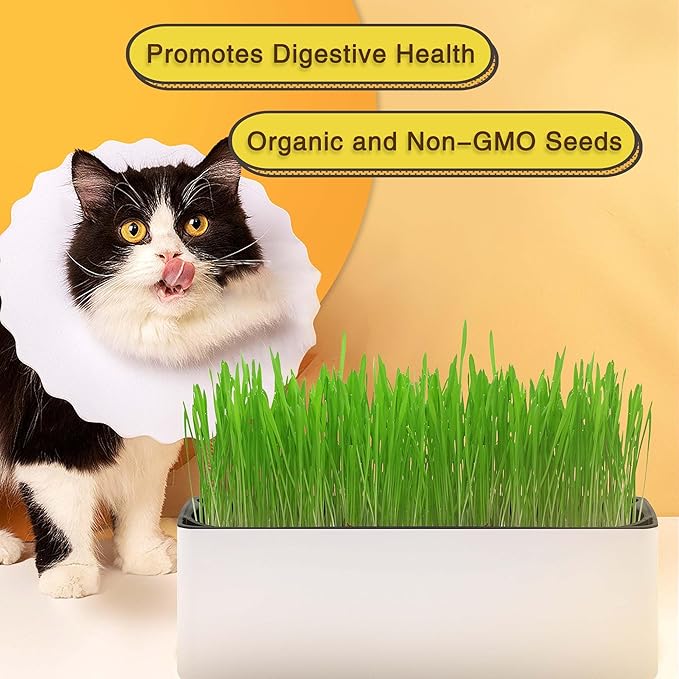 Cat Grass for Indoor Cats with Organic Cat Grass Seed Mix - Rectangular Planter | Fresh Indoor Cat Grass Garden | Perfect for Cats, Dogs & Small Pets