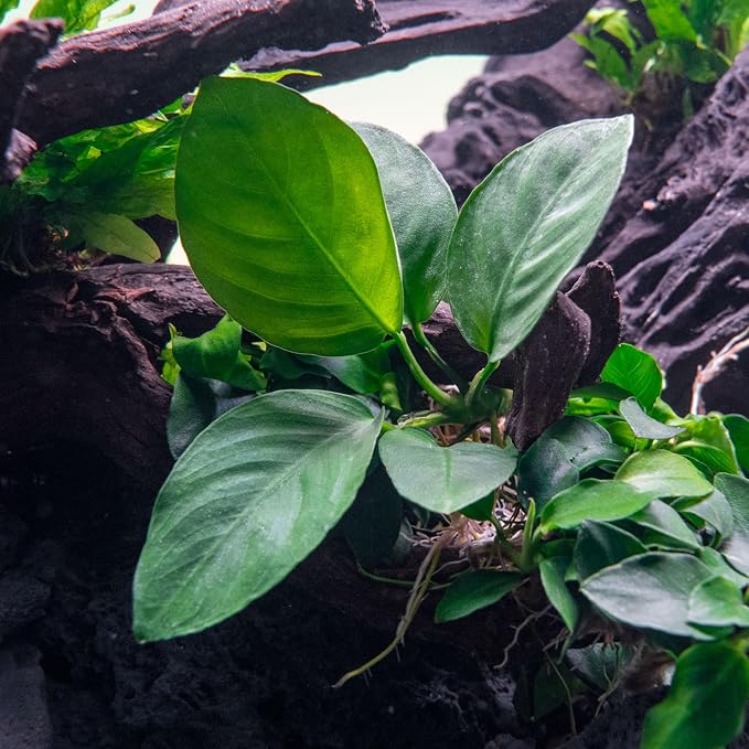 Anubias Live Aquarium Plants - Potted Freshwater Plant for Fish Tanks, Terrariums - Beginner Friendly Low Light (Barteri Broad Leaf, 5 Pots)