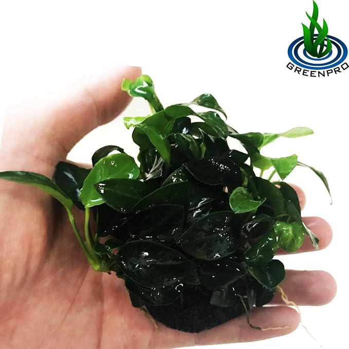 (Anubias Nana Petite Lava Stone) Anubias, Java Fern, Moss and More! Freshwater Live Aquarium Plants on Driftwood for Aquatic Tropical Fish Tank Decorations - Easy to Drop