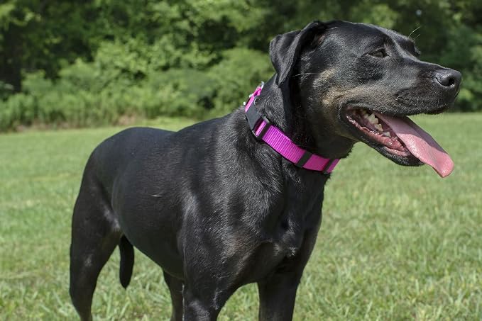 Country Brook Petz - Deluxe Nylon Dog Collar and Leash - 10+ Cool Colors (1 Inch, Large, Fuchsia)