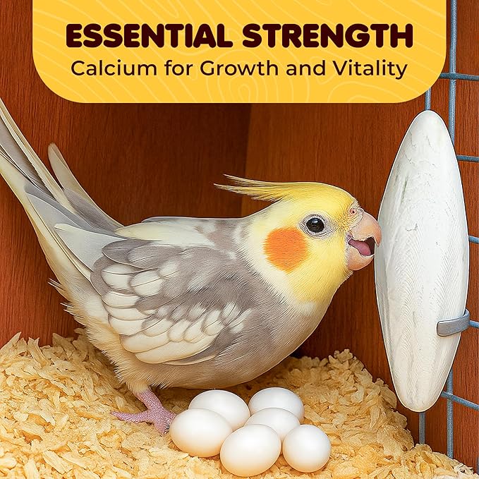 SunGrow 3 Pack Cockatiel Cuttlefish Bone, Calcium Addition to Bird Beak Care, Cage Mount Holder NOT Included, Support Shell Strength, Turtle, Shrimp, Dog, Snail, Aviary Clip, Accessory Reptile