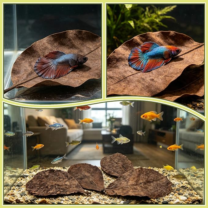 LeonBach 100 Pcs Indian Almond Leaves for Aquariums, 5-8 Inches | 250g Large Catappa Leaves for Betta Fish, Creates Native Environment, Fish Shrimp Tank Decorations, Water Conditioner