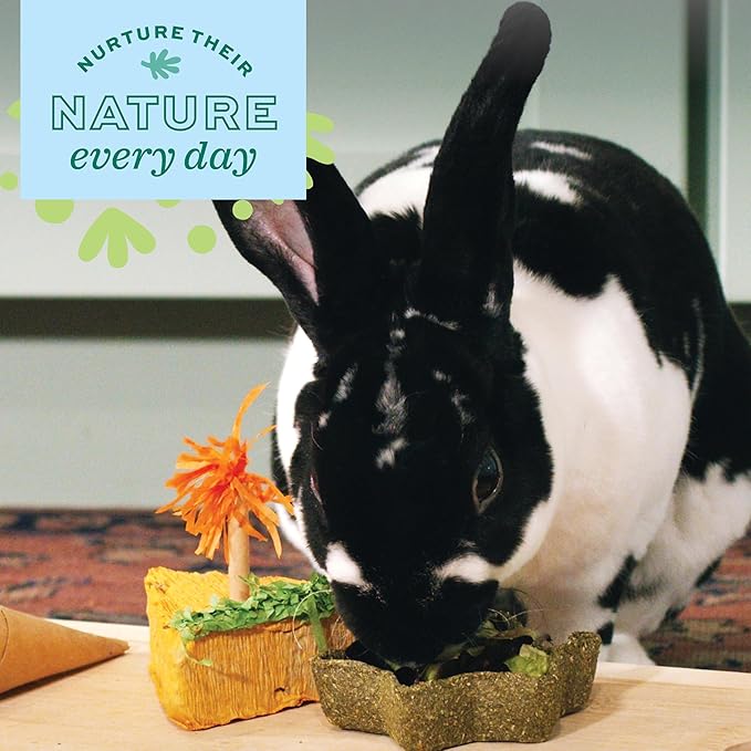 Oxbow Enriched Life Timothy Star Dish, Timothy Hay Chew, Small Animal Toy for Rabbits, Guinea Pigs, Hamsters, Gerbils, and Chinchillas, Enrichment Accessory, Safe Chew Toy, Hay Play Dish (Pack of 2)