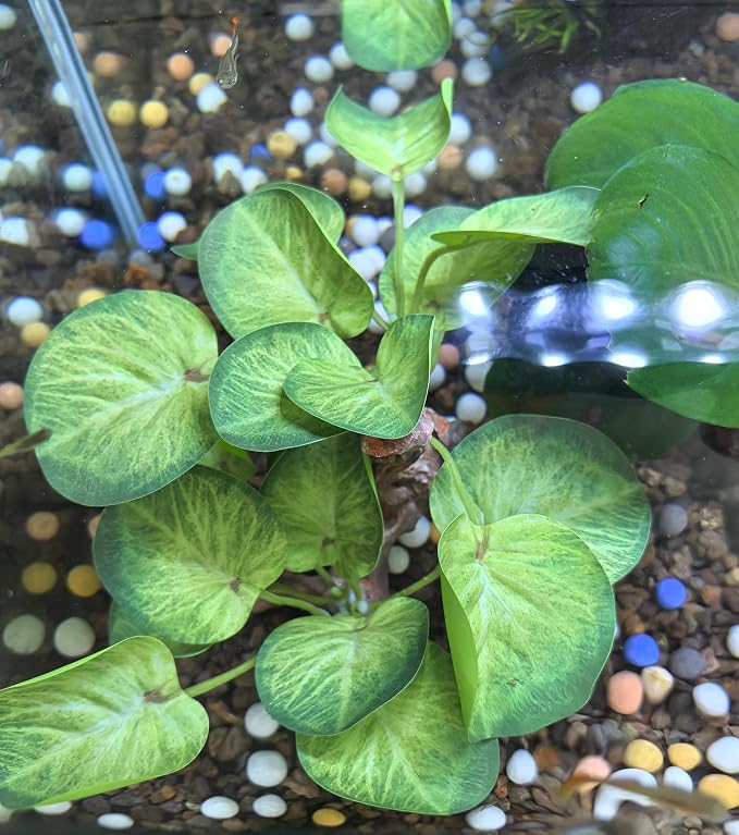 M2cbridge Fish Tank Plastic Soft Grass Water Plants Round Leaves 2pcs | zero maintenance, soft without scratching, healthy underwater home