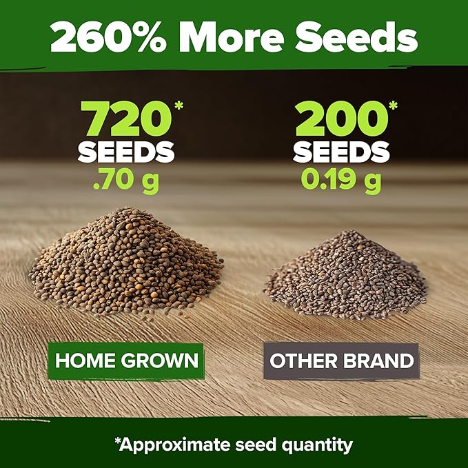 HOME GROWN Culantro Seeds - 720+ Heirloom Herb Seeds for Planting, Slow-Bolting, Flavorful Cilantro Alternative, Great for Outdoor Herb Gardens (Eryngium foetidum)