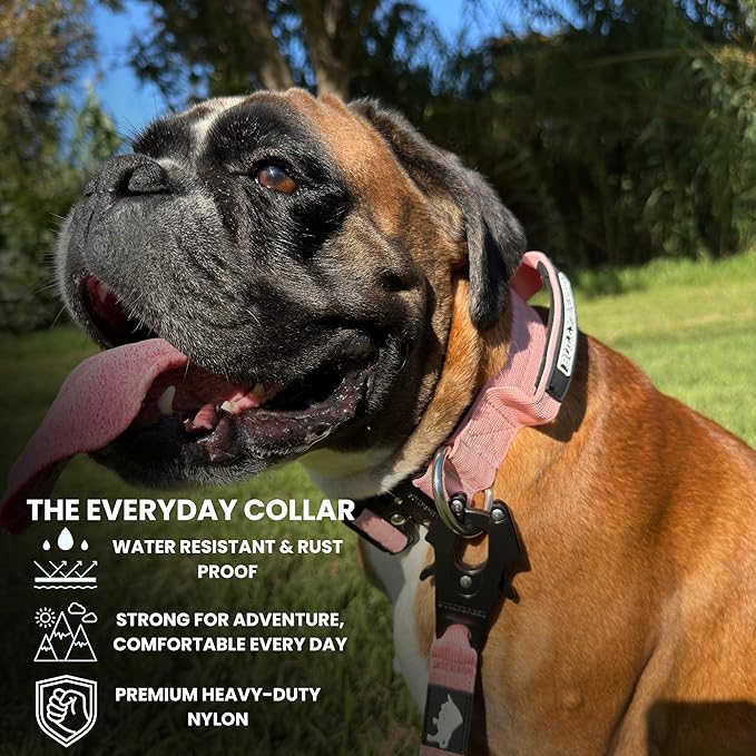 Heavy Duty Dog Collar, Tactical Dog Collar, Dog Collars for Medium Dogs, Waterproof Dog Collar, Dog Training Collar, Quick-Release Metal Buckle, Adjustable Sizes – BULLYBREED (Light Pink, Medium)
