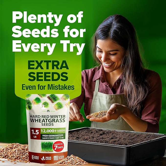 HOME GROWN Hard Red Winter Wheatgrass Seeds 12,000+ Bulk 1.5 lb Heirloom Non-GMO, Sprouting for Juicing, Healthy Smoothies, Pet Cat Grass, Microgreens, Indoor Garden (Triticum aestivum)