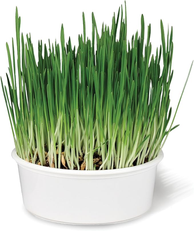 SmartyKat Sweet Greens Cat Grass Seed Grow Kit - 1 Ounce (Pack of 4)