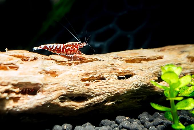 Awesome Aquatic XL Cholla Wood Tubes, Teddy Cane, 12" x up to 2" | XL Hideouts • Hollow tubes • Natural biofilm surface • Secure hideouts • Shrimp plecos hermit crabs reptiles • Natural décor