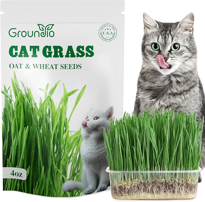 Groundio Cat Grass Seeds, 4 Oz, Non-GMO Wheat & Oat Seeds Mix, High Germination Seeds Grown in USA for Indoor Cats
