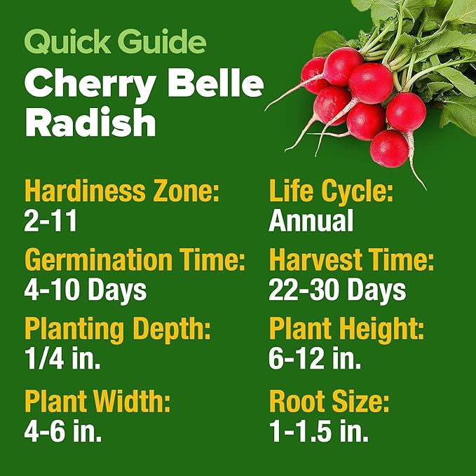 HOME GROWN Cherry Belle Radish Seeds 800+ Heirloom Non-GMO Seeds for Planting, High Germination, Fast Growing Red Radish, Harvest in 30 Days, Crisp & Mild Root Vegetable,Spring Fall (Raphanus sativus)
