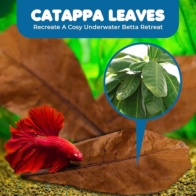 SunGrow Betta Leaves, Beneficial Indian Almond Leaves for Overall Development