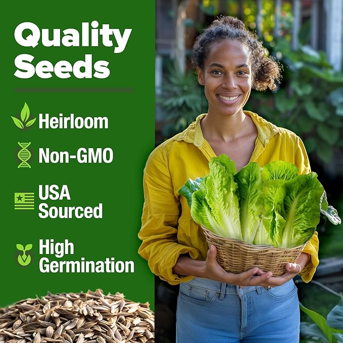 HOME GROWN Parris Island Romaine Lettuce Seeds 7000+ Bulk Pack Heirloom Non-GMO, High Germination, Crisp Cos Lettuce for Planting, Indoor Outdoor Hydroponic Garden, Slow to Bolt (Lactuca Sativa)