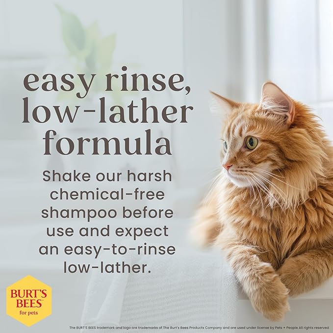 Burt's Bees for Pets Hypoallergenic Cat Shampoo with Shea Butter and Honey, Gentle Formula for Indoor Cats with Dry or Sensitive Skin, pH Balanced, Fragrance-Free, 10 Fl Oz