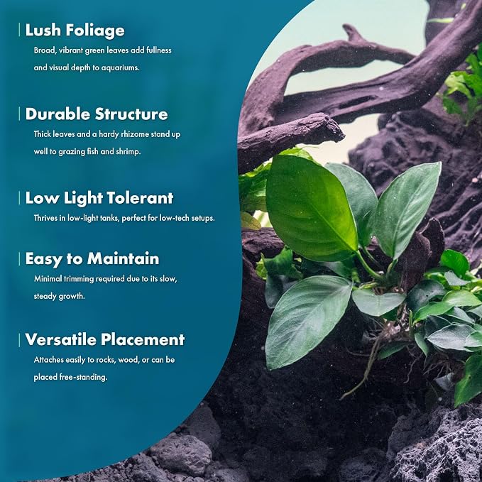 Anubias Live Aquarium Plants - Potted Freshwater Plant for Fish Tanks, Terrariums - Beginner Friendly Low Light (Barteri Broad Leaf, 5 Pots)