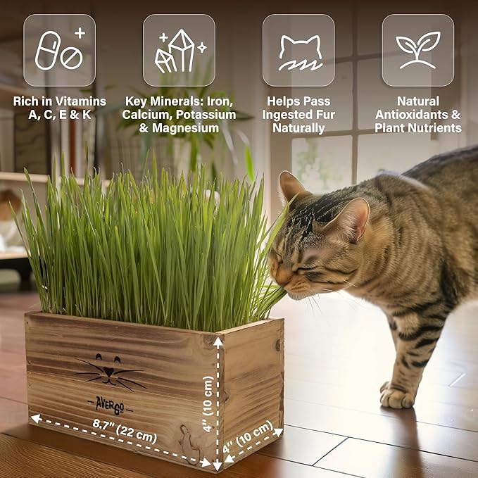 Cat Grass Kit for Indoor Cats – x4 Seed Packets | Cat Grass Seeds with Wooden Planter, Soil & Mini Gardening Tools for Nipping & Nibbling – Pet Wheatgrass Grass