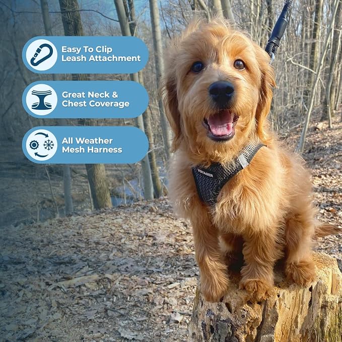 Best Pet Supplies Voyager Step-in Air All Weather Mesh Harness and Reflective Dog 5ft Leash Combo with Neoprene Handle, for Small, Medium and Large Breed Puppies - Set (Gray 2-Tone), Medium