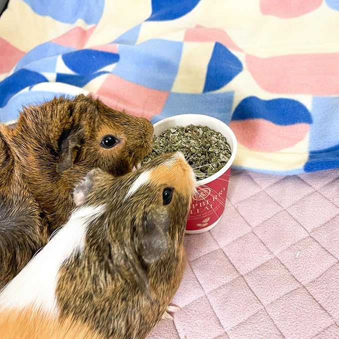 GuineaDad Organic Guinea Pig Herbal Treats - Guinea Pig Food with Convenient Packaging - Raspberry Leaf Flavor - 16 fl. oz - Guinea Pig Treats Help with Bonding - High in Nutrition and Fiber - Large