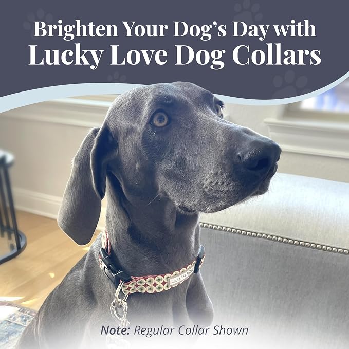 Lucky Love Dog Martingale Dog Collar - Adjustable, No-Slip, Durable, & Soft Webbing Collar for Male and Female Dogs Ideal for Training & Walking - in Unique Pongo Pattern, Medium Size