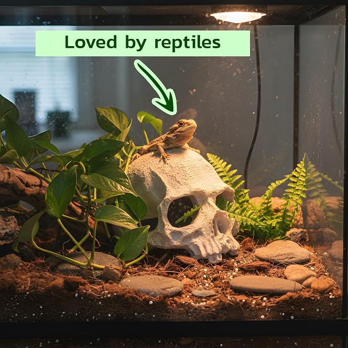 Aquarium Human Skull Decor for Betta Fish, Sinking Hide Shrimp Hide | Realistic sinking aquarium skull creates a cave-like betta hideout and shrimp shelter while adding gothic freshwater decor