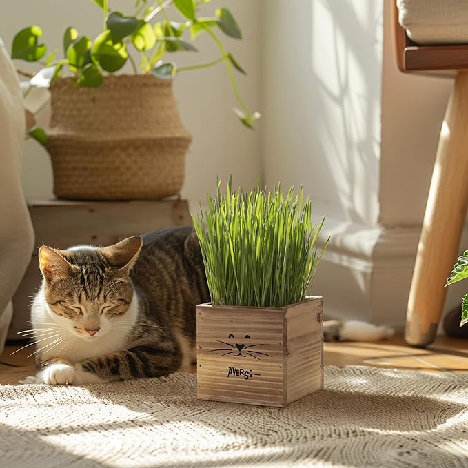 Cat Grass Kit for Indoor Cats – x2 Seed Packets | Cat Grass Seeds with Wooden Planter & Soil for Nipping & Nibbling – Pet Wheatgrass Grass