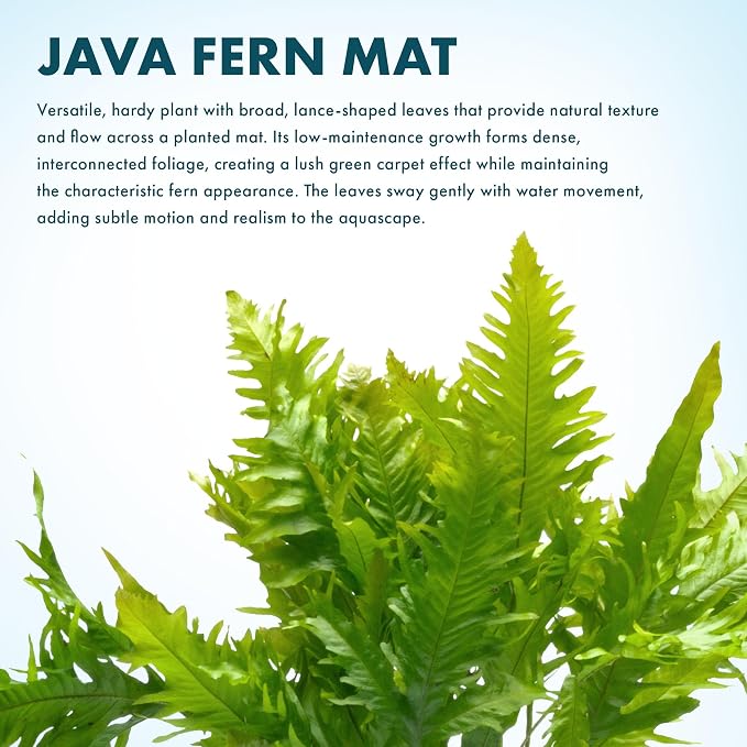 Live Aquarium Plants on Driftwood, Lava Rock, Moss, Fiber Mat - Freshwater Fish Tanks - Easy, Beginner Friendly (Java Fern, Fiber Mat (Large))