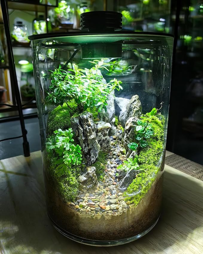 Desktop Glass Terrarium with Grow Light (9.8" H x 5.9" D) - for Succulents, Moss, Mini Gardens, Betta Fish Tanks, Mushroom Cultivation | Indoor Plant Growth | Office/Home Decor | Plant Lover Gifts