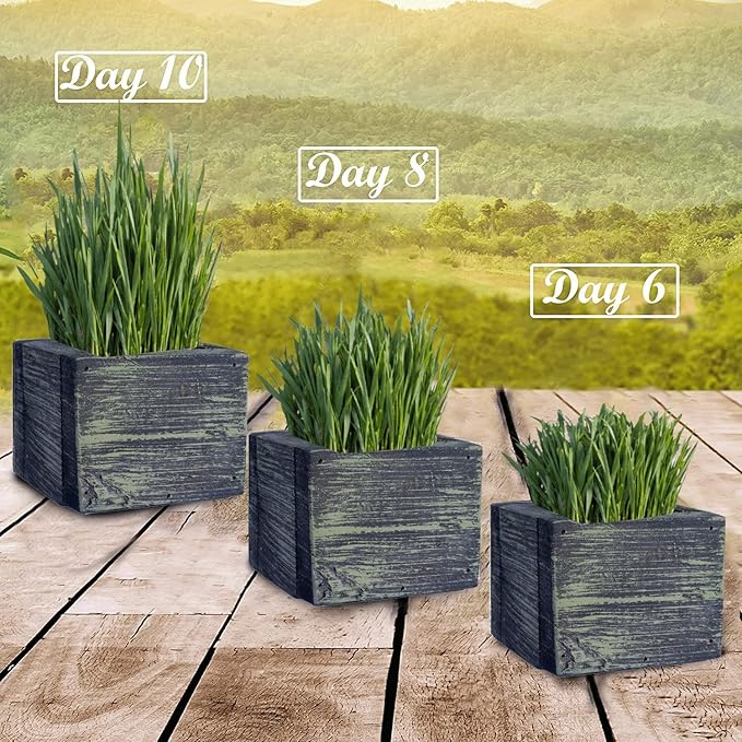 Cat Grass for Indoor Cats - Best Value Organic Cat Grass Starter kit, USA Made Cedar Planter, Organic Wheatgrass Seed and Soil in a Gift Box (Mossy Green)