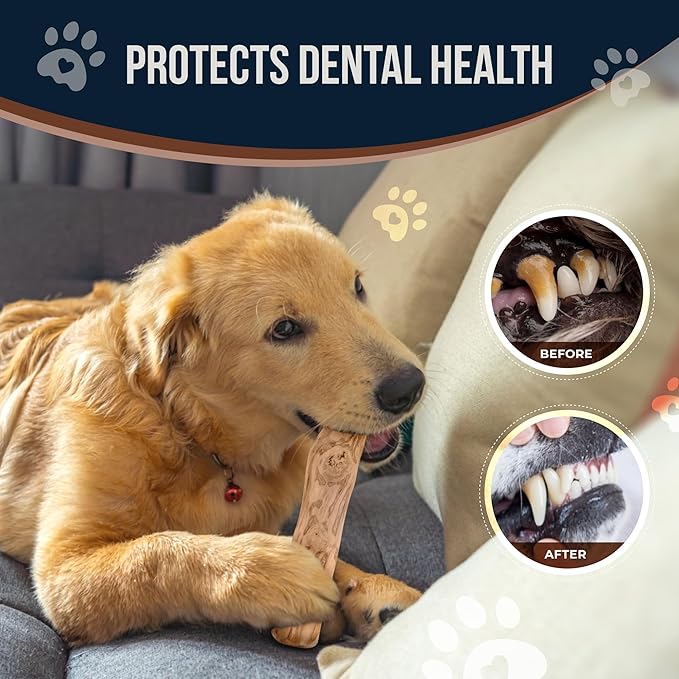 Coffee Wood Dog Chew and Natural Cotton Rope Toy for Regular Chewers - 100% Organic Wood Stick for Dog - Teeth Cleaning - Size L