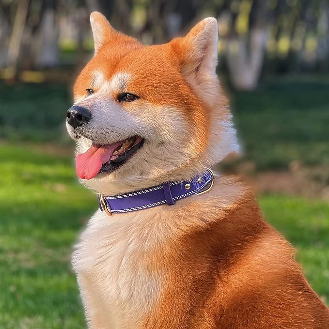 Genuine Leather Dog Collar, Heavy Duty Wide Dog Collar for Small, Medium, Large and Extra Large Dogs (M: 1" Wide for 15.2"-19.2" Neck, Dual Stitch - Purple)