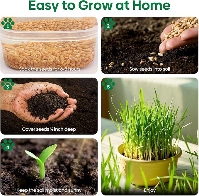 Cat Grass Seeds, 16OZ Non-GMO Barley, Oats, Wheat, Rye 4 Varieties Seed, Fast & High Germination, Heirloom Grown in USA for Indoor Cats