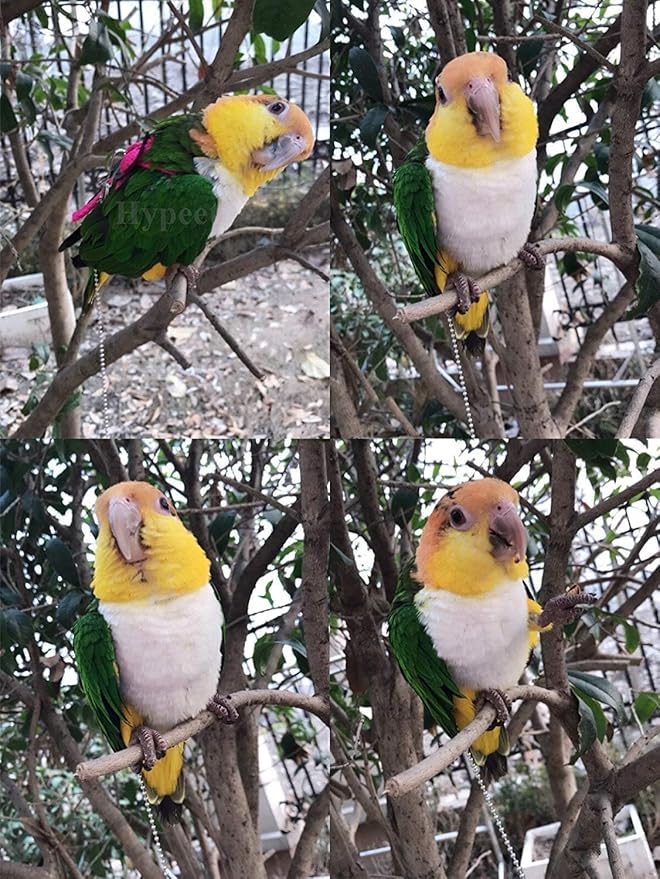 Adjustable Harness Leash for Birds 2Pack Nylon Anti-bite Outdoor Training Walking Control Rope for Parrot African Grey Cockatoo Macaw Ringneck Parakeet Cockatiel Reptile Lizard (Orange+Pink)