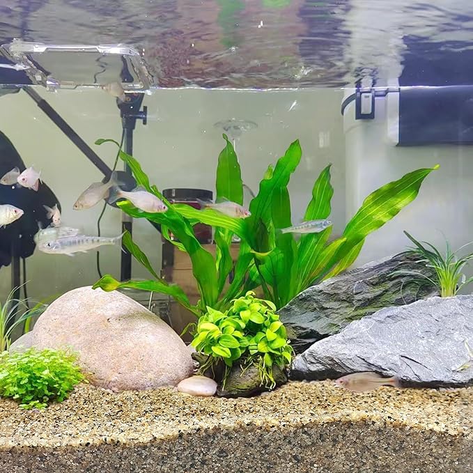 FANTIAN 5 lbs Aquarium Sand, 0.6-1.2 mm Aquarium Substrate for Freshwater Fish Tank. Decorative River Rocks Gravel for Fish Tank, Plants Potted, Fire Pits, Candle, Vase and Crafts
