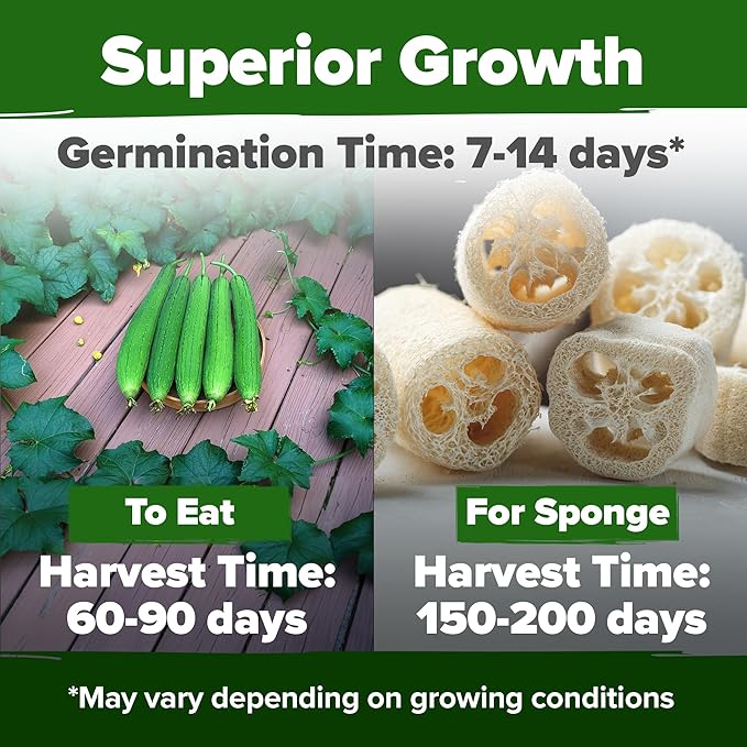 HOME GROWN Luffa Seeds 80+ Heirloom Non-GMO Loofah Gourd Seeds for Planting, High Germination, Natural Bath Sponges, Edible Vining Vegetable Garden, Harvest Young Gourd (Luffa aegyptiaca)