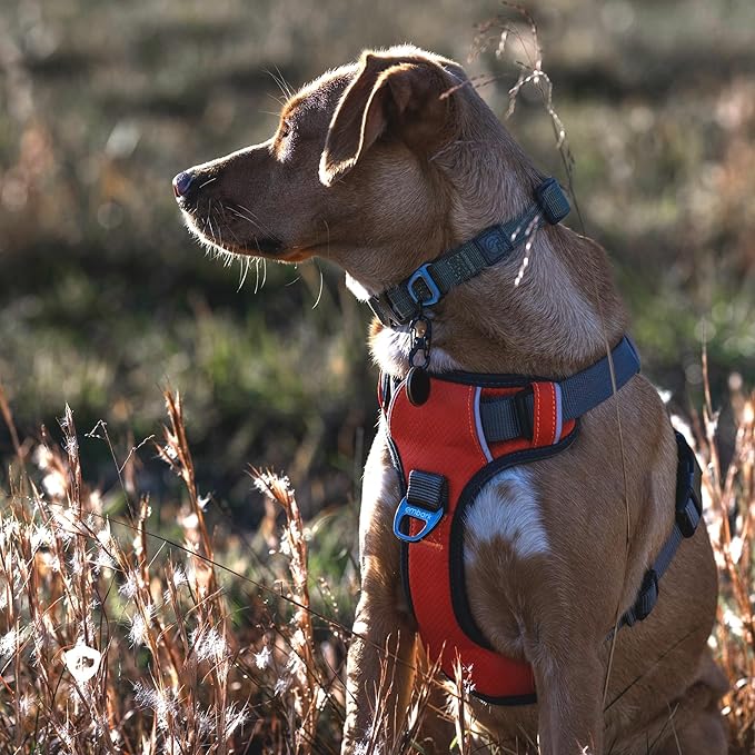 Embark Adventure No-Pull XL Dog Harness for Extra Large Dogs – Reflective Trim, Military-Grade Nylon, Dual Leash Clips, Gel-Lined Handle