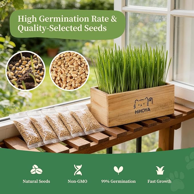 Cat Grass Kit for Indoor Cats - 5 Harvests Wheatgrass Growing Kit with Wooden Planter, Includes 6 Soil Disks, Spray Bottle, Tools & Scissors - Natural Hairball Control for Nipping & Nibbling
