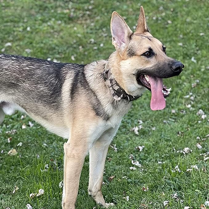 Large Tactical K9 Military Dog Collar - Heavy Duty with Handle, Camo for German Shepherd (Medium, Gray Camo)