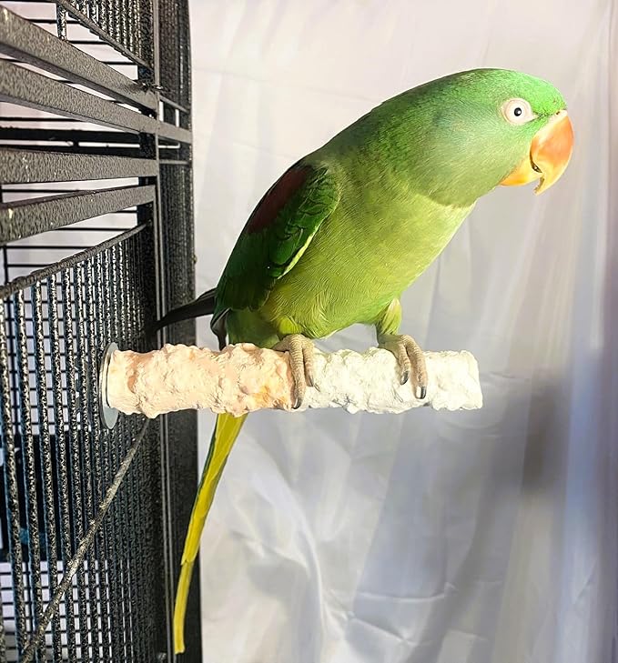Polly's Edible Cuttlebone Calcium Bird Cage Perch for Budgies, Parakeets, Amazons, Blue & Golds, Macaws and Cockatoos.… (Orange, Medium)