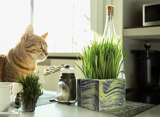Cat Grass for Indoor Cats - Best Value Organic Cat Grass Starter kit, USA Made Cedar Planter, Organic Wheatgrass Seed and Soil in a Gift Box (Mossy Green)