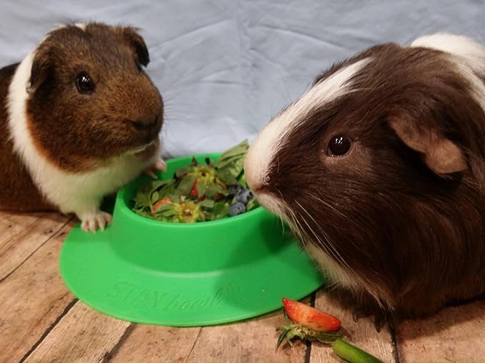 Tip-Proof Bowl for Guinea Pigs and Other Small Pets - Spring Green - Large 3/4 Cup Size New