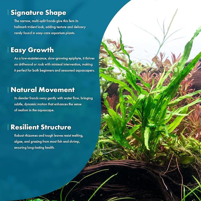 Java Fern Live Aquarium Plants - Potted Freshwater Plant for Fish Tanks - Beginner Friendly, Low Light (Trident, 3 Pots)