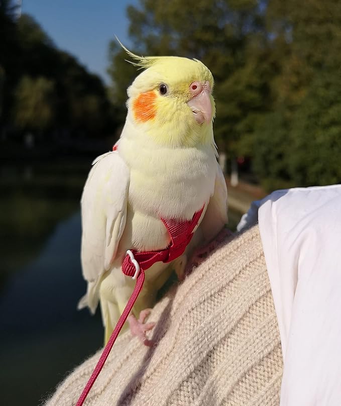 Adjustable Bird Harness with 80 Inch Leash, Outdoor Flying Kit Training Rope for Bird Parrots Cockatiel S Size Weight 70-120 Grams, Burgundy Red