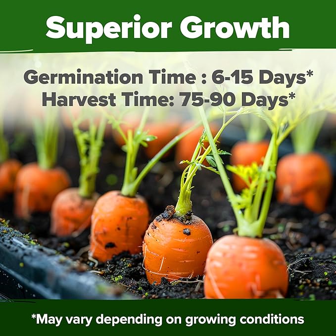 HOME GROWN Tendersweet Carrots Seeds 6000+ Heirloom Non-GMO Seeds for Planting, High Germination,Sweetest Coreless Root Vegetable,Crunchy Summer Garden,Great for Canning (Daucus carota subsp. sativus)
