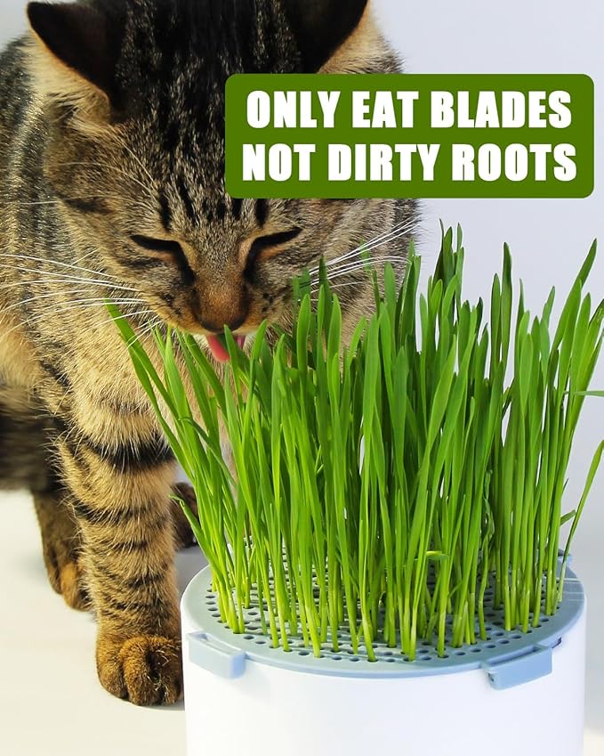 2Pcs Hydroponic Cat Grass Planter (no Seeds Included), Soil Free, Anti Digging, Anti Grass Uprooted, Wheatgrass Growing Kit, Cat Grass for Indoor Cats Pets (2)