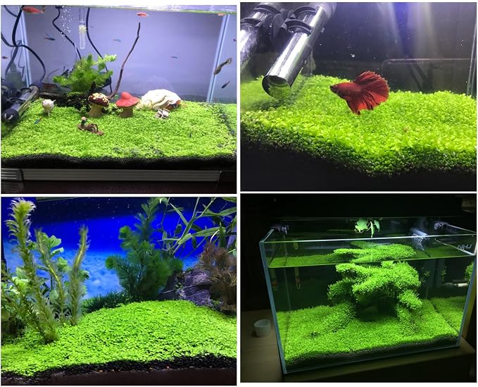 2 Pack Aquarium Plants for Fish Tank Easy Growing Real Carpet Decor for Fish Tank